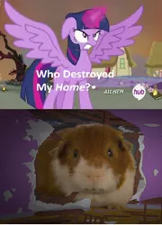 Size: 426x592 | Tagged: safe, banned from derpibooru, deleted from derpibooru, derpibooru import, twilight sparkle, alicorn, exploitable meme, guinea pig, meme, obligatory pony, south park, twilight sparkle (alicorn), who destroyed twilight's home