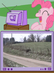 Size: 422x578 | Tagged: safe, banned from derpibooru, deleted from derpibooru, derpibooru import, pinkie pie, boar, pony, animated, barely pony related, exploitable meme, irl pony, laughing, meme, obligatory pony, tv meme