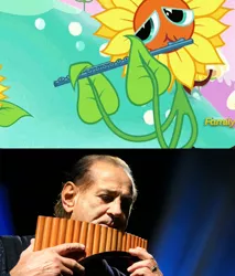 Size: 460x539 | Tagged: safe, banned from derpibooru, deleted from derpibooru, derpibooru import, screencap, do princesses dream of magic sheep, caption, discovery family, discovery family logo, flower, gheorghe zamfir, image macro, meme, musical instrument, nightmare sunflower, panpipes, photo, sunflower, text