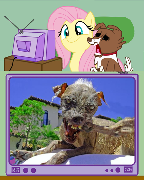 Size: 819x1024 | Tagged: questionable, banned from derpibooru, deleted from derpibooru, derpibooru import, edit, fluttershy, winona, exploitable meme, meme, obligatory pony, sam, screaming, shocked, tv meme, ugly dog