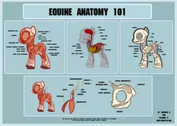 Size: 3953x2815 | Tagged: dead source, safe, artist:anima-dos, artist:jordanagonzalez, banned from derpibooru, deleted from derpibooru, derpibooru import, earth pony, pegasus, pony, unicorn, anatomy, bone, diagram, internal, muscles, organs, skeleton, skull, source inaccessible, écorché