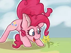 Size: 2492x1840 | Tagged: safe, artist:fezan, banned from derpibooru, deleted from derpibooru, derpibooru import, pinkie pie, earth pony, pony, crouching, cute, dock, ear fluff, female, flower, looking at something, mare, open mouth, smiling, solo