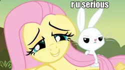 Size: 960x538 | Tagged: safe, banned from derpibooru, deleted from derpibooru, derpibooru import, screencap, angel bunny, fluttershy, hurricane fluttershy, caption, image macro, meme, text, unimpressed