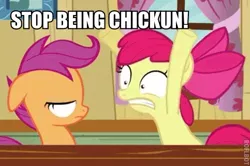 Size: 483x321 | Tagged: source needed, safe, banned from derpibooru, deleted from derpibooru, derpibooru import, apple bloom, scootaloo, caption, chickun, derp, exploitable meme, faic, forced meme, image macro, impact font, meme, text