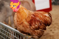 Size: 1600x1067 | Tagged: safe, banned from derpibooru, deleted from derpibooru, derpibooru import, scootaloo, bird, chicken, chickun, exploitable meme, faic, forced meme, meme