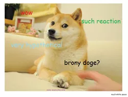 Size: 740x564 | Tagged: safe, banned from derpibooru, deleted from derpibooru, derpibooru import, doge, exploitable meme, forced meme, meme, meta, reaction if, reaction if x becomes a brony, text