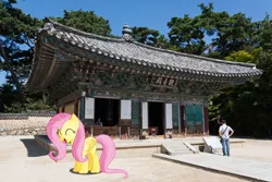 Size: 1024x683 | Tagged: safe, artist:laopokia, artist:thatguy1945, banned from derpibooru, deleted from derpibooru, derpibooru import, fluttershy, human, pony, bulguksa, irl, korea, laughing, photo, ponies in real life, shadow, solo, temple, vector