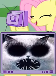 Size: 404x553 | Tagged: safe, banned from derpibooru, deleted from derpibooru, derpibooru import, fluttershy, cat, exploitable meme, meme, obligatory pony, solo, the marvelous misadventures of flapjack, tv meme, wrong meme