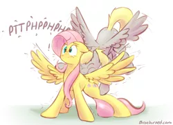 Size: 1418x1027 | Tagged: safe, artist:braeburned, derpy hooves, fluttershy, pegasus, pony, :t, back buzz, blushing, derpyshy, eyes closed, female, floppy ears, lesbian, mare, motorboating, onomatopoeia, puffy cheeks, raspberry, raspberry noise, shipping, smiling, spread wings, surprised, tongue out, wavy mouth, wide eyes, wing buzz, wing motorboating, wingboner, wings