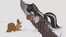 Size: 1025x574 | Tagged: safe, artist:marbo, ponerpics import, oc, oc:pine ponder, unofficial characters only, earth pony, pony, squirrel, taiga pony, blaze (coat marking), female, fence, image, mare, mouth hold, pinecone, png, smiling, socks (coat marking)