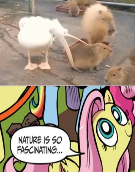 Size: 500x637 | Tagged: safe, derpibooru import, idw, fluttershy, bird, pelican, the return of queen chrysalis, animal, capybara, comic, exploitable meme, image, jpeg, meme, nature is so fascinating, obligatory pony