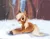 Size: 1500x1158 | Tagged: safe, artist:anonymous, oc, oc:sleighride, unofficial characters only, pony, taiga pony, cute, fluffy, image, jpeg, looking at you, male, pale belly, smiling, snow, socks (coat marking), stallion, unshorn fetlocks