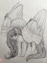 Size: 953x1280 | Tagged: source needed, safe, artist:nekotoko, oc, unofficial characters only, pegasus, pony, black and white, excited, female, grayscale, image, jpeg, large wings, looking at you, mare, monochrome, photo, signature, sketch, solo, traditional art, wings