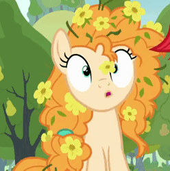 Size: 357x360 | Tagged: safe, derpibooru import, edit, editor:nc-tv, screencap, bright mac, pear butter, earth pony, pony, the perfect pear, animated, blowing, buttercup, cute, female, flower, flower in hair, gif, image, mare, offscreen character, pearabetes, spit