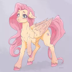 Size: 1080x1080 | Tagged: safe, artist:jesscoopsart, derpibooru import, fluttershy, pegasus, pony, chest fluff, colored hooves, ear fluff, elbow fluff, female, floppy ears, fluffy, folded wings, image, looking at you, mare, no more ponies at source, png, raised hoof, solo, standing, three quarter view, unshorn fetlocks, wings