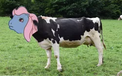 Size: 606x379 | Tagged: safe, derpibooru import, edit, wind whistler, cow, pegasus, pony, derpibooru, my little pony 'n friends, 1000 years in photoshop, animal, cow whistler, farm, female, g1, grass, image, irl, irl photo, meta, outdoors, photo, png, smiling, solo, tags