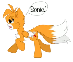 Size: 824x701 | Tagged: safe, artist:aerithechidna4rt, derpibooru import, ponified, fox, fox pony, hybrid, pony, colored wings, cute, fangs, fluffy, image, miles "tails" prower, multiple tails, open mouth, png, running, sonic the hedgehog (series), speech bubble, tail, two tails, two toned wings, wings