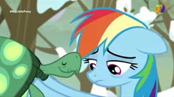 Size: 540x303 | Tagged: safe, derpibooru import, screencap, rainbow dash, tank, tanks for the memories, azteca 7, sad, tv azteca