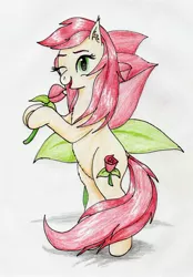 Size: 1984x2845 | Tagged: safe, artist:40kponyguy, derpibooru import, roseluck, earth pony, pony, bipedal, cute, cuteluck, cutie mark, cutie mark background, ear fluff, female, flower, hoof hold, looking at you, mare, one eye closed, rose, simple background, solo, traditional art, wink