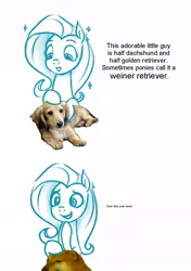 Size: 720x1020 | Tagged: safe, anonymous artist, derpibooru import, fluttershy, dog, pegasus, pony, shiba inu, /mlp/, cheems, comic, dachshund, dialogue, double entendre, drawthread, laughing, requested art, shibe, sketch