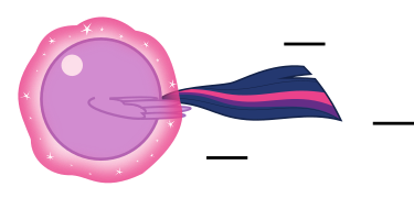 Size: 375x180 | Tagged: safe, artist:mega-poneo, derpibooru import, twilight sparkle, alicorn, ambiguous gender, ball, crossover, levitation, magic, motion lines, rolling, self-levitation, simple background, solo, sonic the hedgehog (series), spin dash, spread wings, telekinesis, transparent background, twiball, twilight sparkle (alicorn), wings