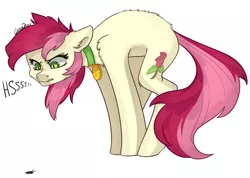 Size: 2500x1780 | Tagged: safe, artist:chibadeer, derpibooru import, roseluck, earth pony, insect, pony, angry, behaving like a cat, collar, cute, female, fluffy, hissing, pet tag, pony pet, rosepet, simple background, slit eyes, solo, white background