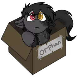 Size: 564x559 | Tagged: safe, artist:rokosmith26, derpibooru import, part of a set, oc, oc:minx, unofficial characters only, bat pony, pony, box, cheek fluff, chibi, colored, colt, cute, eye clipping through hair, floppy ears, heterochromia, hoof fluff, looking at you, male, markings, puppy dog eyes, roko's box ponies, short hair, short mane, simple background, solo, tail, teeth, text, tooth, transparent background