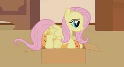 Size: 496x267 | Tagged: safe, artist:forgalorga, derpibooru import, applejack, fluttershy, cat, cat pony, earth pony, original species, pegasus, pony, behaving like a cat, box, eyes closed, female, implied questionable, pony in a box, sitting on, sitting on pony, your little pets