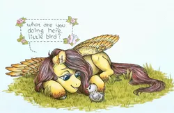 Size: 1600x1045 | Tagged: safe, artist:bloodyblackquiet, derpibooru import, fluttershy, bird, butterfly, insect, pegasus, pony, chick, dialogue, ear fluff, female, flower, grass, looking at each other, looking at someone, lying down, mare, open mouth, prone, side, simple background, smiling, solo, speech bubble, spread wings, traditional art, unshorn fetlocks, white background, wings