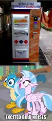Size: 593x1383 | Tagged: safe, derpibooru import, gallus, silverstream, fish, gryphon, hippogriff, salmon, birb, cute, diastreamies, excited, furry reminder, gallabetes, happy, mouth wide open, norwegian salmon, smiling, translation error, vending machine
