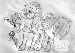 Size: 960x683 | Tagged: safe, artist:silentwolf-oficial, derpibooru import, oc, unofficial characters only, pegasus, pony, unicorn, chest fluff, duo, flower, glowing horn, grayscale, horn, lineart, magic, monochrome, pegasus oc, rose, telekinesis, traditional art, unicorn oc, watermark, wings