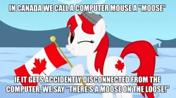 Size: 900x505 | Tagged: safe, artist:bootsyslickmane, derpibooru import, oc, oc:canadance, ponified, unofficial characters only, pony, canada, caption, flag, image macro, nation ponies, pun, snow, text