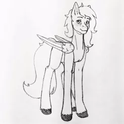 Size: 750x751 | Tagged: safe, artist:little_ms_sketch, derpibooru import, oc, oc:dr.heart, unofficial characters only, clydesdale, pegasus, pony, male, smiling, stallion, traditional art, wings