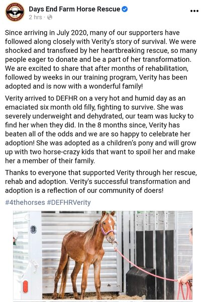 Size: 1080x1588 | Tagged: safe, earth pony, horse, pony, community related, days end farm horse rescue, facebook, female, filly, image, irl, jpeg, lead, photo, solo, verity