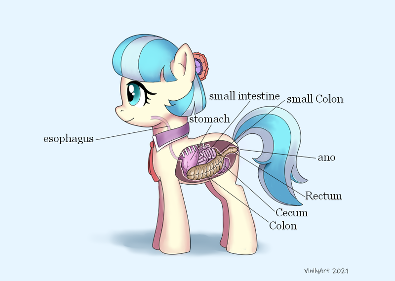 Size: 910x647 | Tagged: semi-grimdark, artist:vinilyart, derpibooru import, coco pommel, pony, anatomy, closed mouth, eyes open, female, image, intestines, looking at something, looking left, mare, mouth closed, open eyes, organs, png, simple background, solo, white background, x-ray