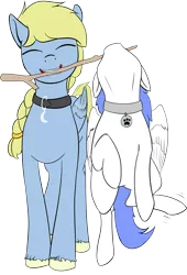 Size: 2629x3867 | Tagged: safe, artist:barhandar, oc, oc:snow pup, oc:windswept skies, unofficial characters only, pegasus, pony, behaving like a dog, charm, collar, colored, duo, ears, eyes closed, female, flat colors, floppy ears, hanging, image, male, mare, mouth hold, pet play, pet tag, png, simple background, smiling, stallion, stick, transparent background, unshorn fetlocks