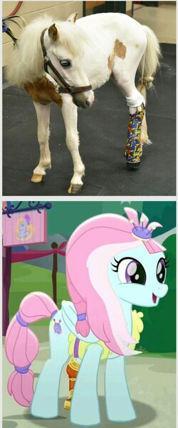 Size: 792x1903 | Tagged: safe, derpibooru import, kerfuffle, horse, amputee, image, irl, irl horse, jpeg, photo, prosthetic leg, prosthetic limb, prosthetics