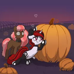 Size: 2048x2048 | Tagged: safe, artist:pfeffaroo, derpibooru import, oc, oc:lilith, oc:scarlet trace (coffee bean), pony, clothes, collar, female, image, leggings, mare, png, pumpkin