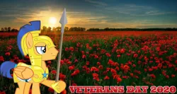 Size: 2064x1101 | Tagged: safe, artist:not-yet-a-brony, derpibooru import, flash sentry, 1917, armor, belgium, flanders fields, flower, image, lyrics in the description, movie reference, png, poppy, remembrance day, royal guard armor, song reference, sunset, veterans day, war, world war i, youtube link