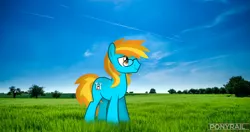 Size: 4831x2548 | Tagged: safe, artist:indonesiarailroadpht, derpibooru import, oc, oc:4everfreebrony, unofficial characters only, earth pony, pony, grass, grass field, image, irl, male, photo, png, ponies in real life, show accurate, solo, stallion