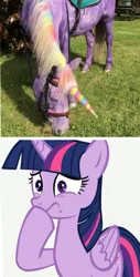 Size: 818x1611 | Tagged: safe, derpibooru import, twilight sparkle, twilight sparkle (alicorn), alicorn, horse, pony, image, irl, irl horse, jpeg, photo, pony painting party, purple, wat