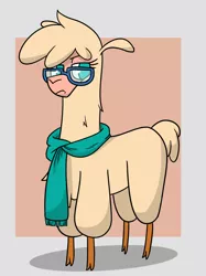 Size: 792x1060 | Tagged: safe, artist:hitsuji, derpibooru import, oc, oc:shio (hitsuji), alpaca, them's fightin' herds, clothes, cloven hooves, community related, female, glasses, image, looking at you, paprika paca is not amused, png, scarf, simple background, solo, tfh oc