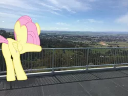 Size: 1280x960 | Tagged: safe, artist:didgereethebrony, derpibooru import, fluttershy, pegasus, pony, bathurst, butt, flutterbutt, image, irl, jpeg, leaning on fence, lookout, mlp in australia, mount panorama, photo, plot, ponies in real life, solo