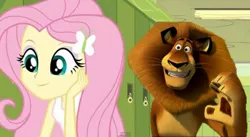 Size: 600x328 | Tagged: safe, derpibooru import, edit, edited screencap, editor:feherdavid, screencap, fluttershy, big cat, lion, equestria girls, equestria girls (movie), alex the lion, dreamworks, image, madagascar (movie), png