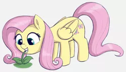 Size: 2511x1446 | Tagged: safe, artist:heretichesh, derpibooru import, fluttershy, pegasus, pony, cute, eating, female, flower, grazing, herbivore, highlights, horses doing horse things, image, leaning, mare, plant, png, shyabetes, solo