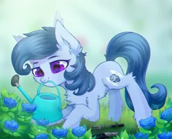 Size: 1280x1032 | Tagged: safe, artist:astralblues, artist:starrcoma, derpibooru import, oc, oc:raylanda, earth pony, pony, blue rose, chest fluff, ear fluff, female, flower, fluffy, gardening, hair, hoof fluff, image, jpeg, leg fluff, mare, purple eyes, rose, solo, tail, watering can