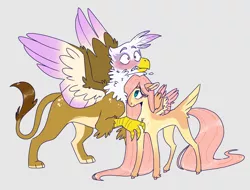 Size: 2048x1558 | Tagged: safe, artist:doodlebetch, derpibooru import, fluttershy, gilda, gryphon, pegasus, pony, blushing, female, flustered, gildashy, gray background, image, lesbian, mare, neck nuzzle, pale belly, png, shipping, simple background, spread wings, standing, tail feathers, wings