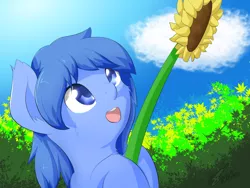 Size: 2048x1536 | Tagged: safe, artist:icy wings, derpibooru import, oc, oc:frost soar, unofficial characters only, pegasus, pony, flower, happy, image, looking up, open mouth, png, smiling, solo, sunflower