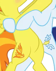 Size: 1959x2508 | Tagged: safe, artist:benybing, derpibooru import, edit, vector edit, soarin', spitfire, pegasus, pony, belly, bipedal, blushing, featureless crotch, female, high res, holding each other, image, male, pictures of bellies, png, shipping, simple background, soarinfire, straight, transparent background, vector