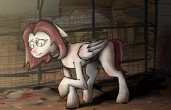 Size: 2800x1800 | Tagged: semi-grimdark, artist:somber, derpibooru import, oc, unofficial characters only, pegasus, pony, fallout equestria, blood, bomb collar, collar, female, image, mare, png, slave, solo